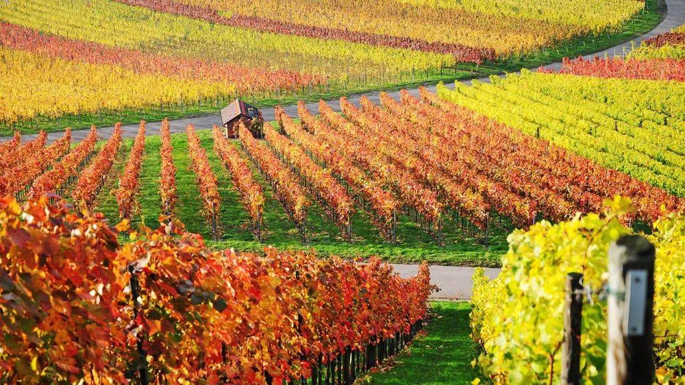 Bandeau DOMAINE des TROIS PIERRES