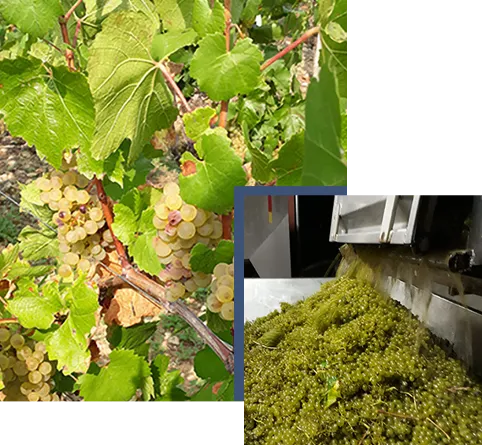 Domaine DEVEZA Jordan