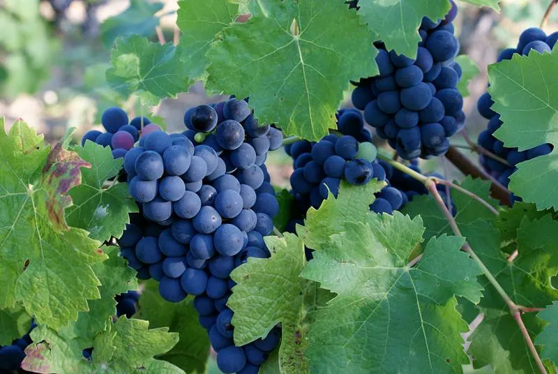 Photo de DOMAINE DEVEZAANJOU