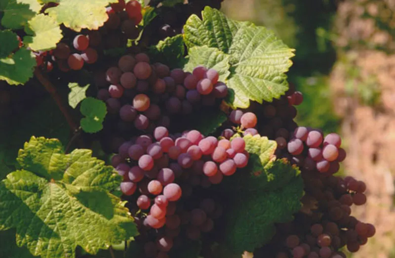 DOMAINE DOCK CHRISTIAN