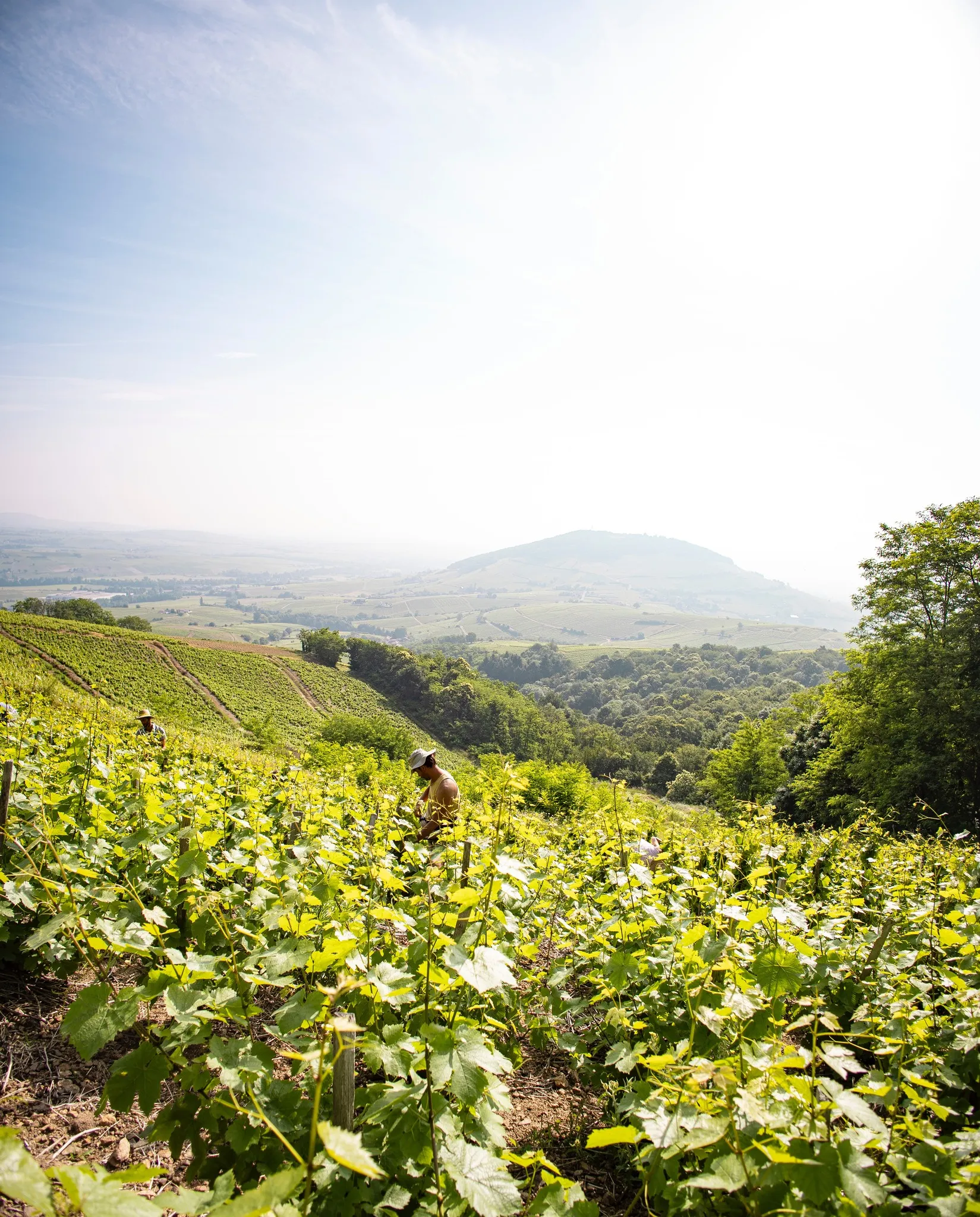Bandeau Domaine du Champ de la Croix Benoît ROCHE