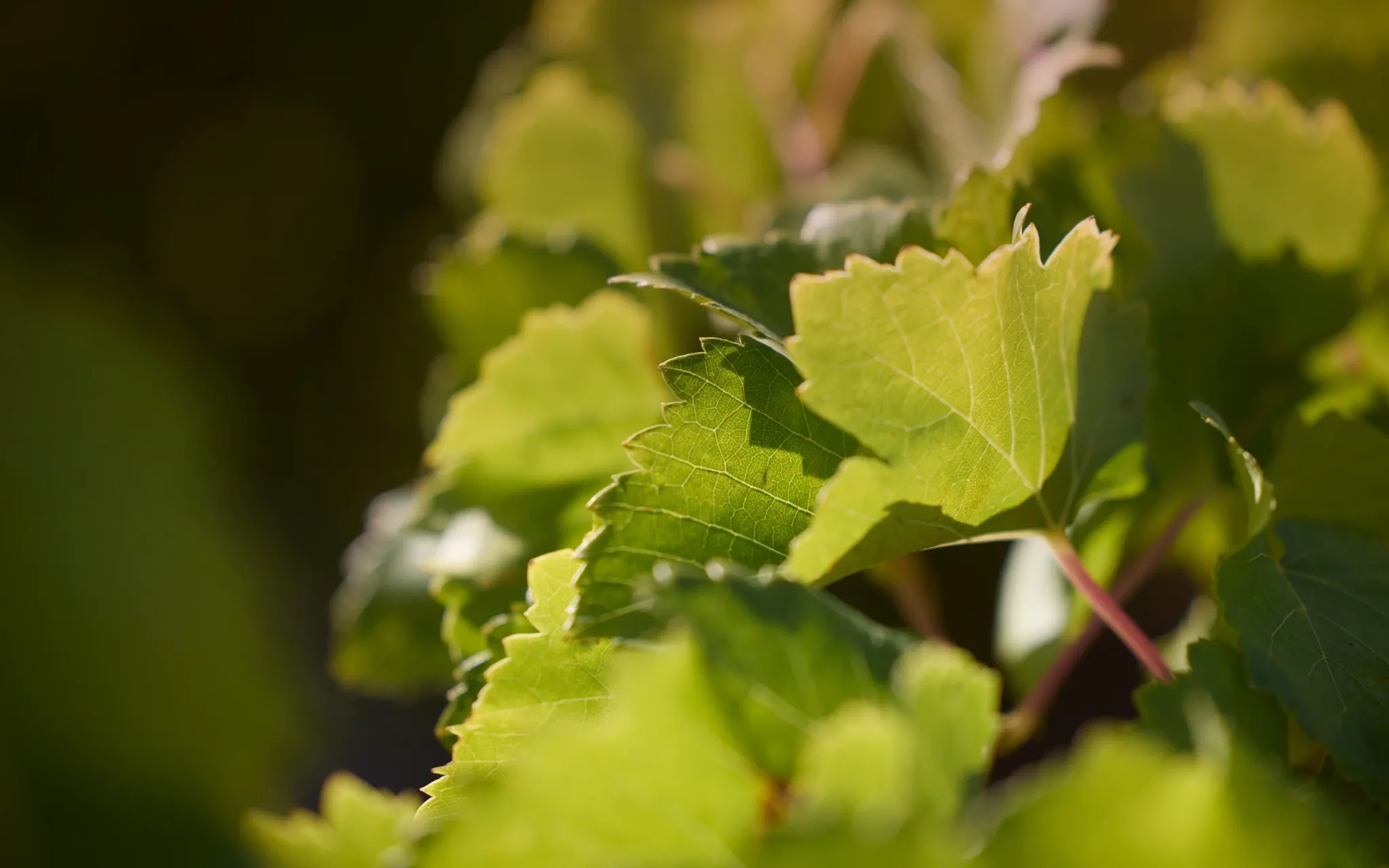 Logo Domaine du Coulet Rouge