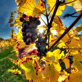 Bandeau DOMAINE DU LOGIS DES NOELS