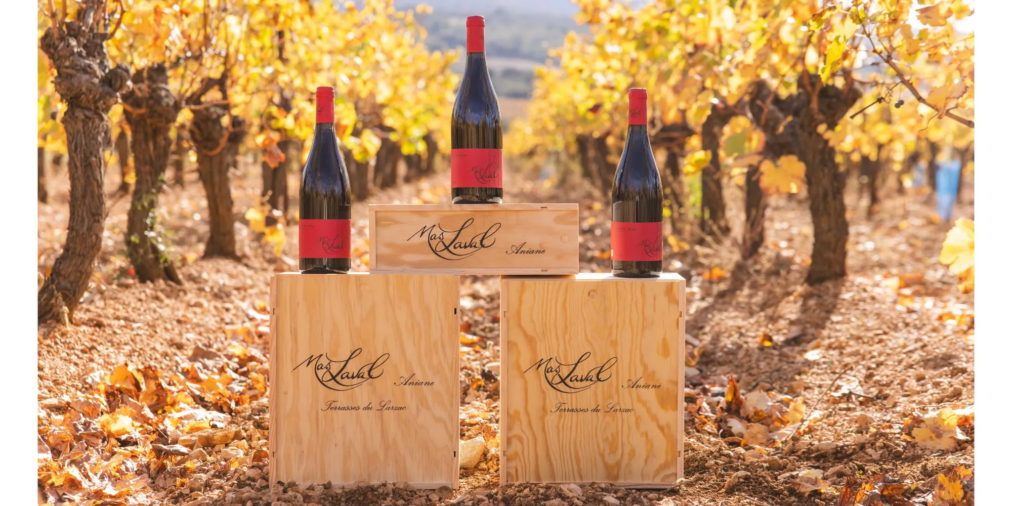 Bandeau DOMAINE DU MAS PIGNOU