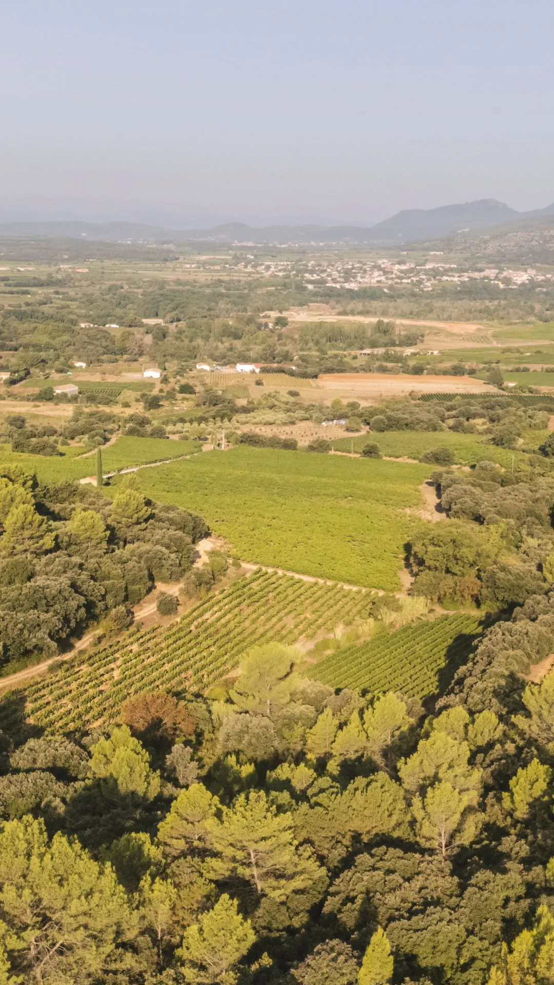 Photo de DOMAINE DU MAS PIGNOU