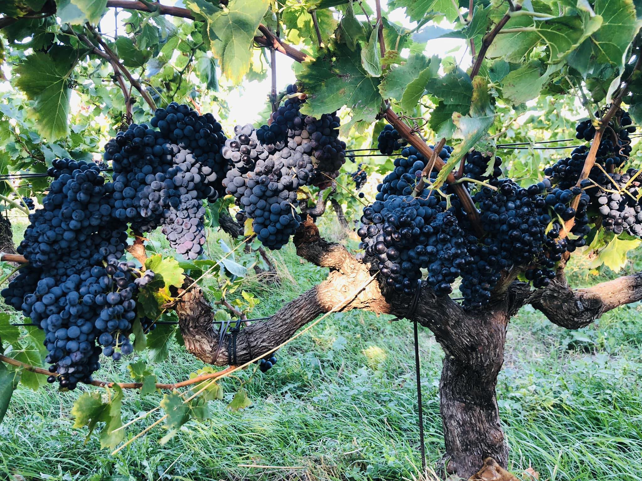 DOMAINE DU PETIT MARGOT VINS BIO