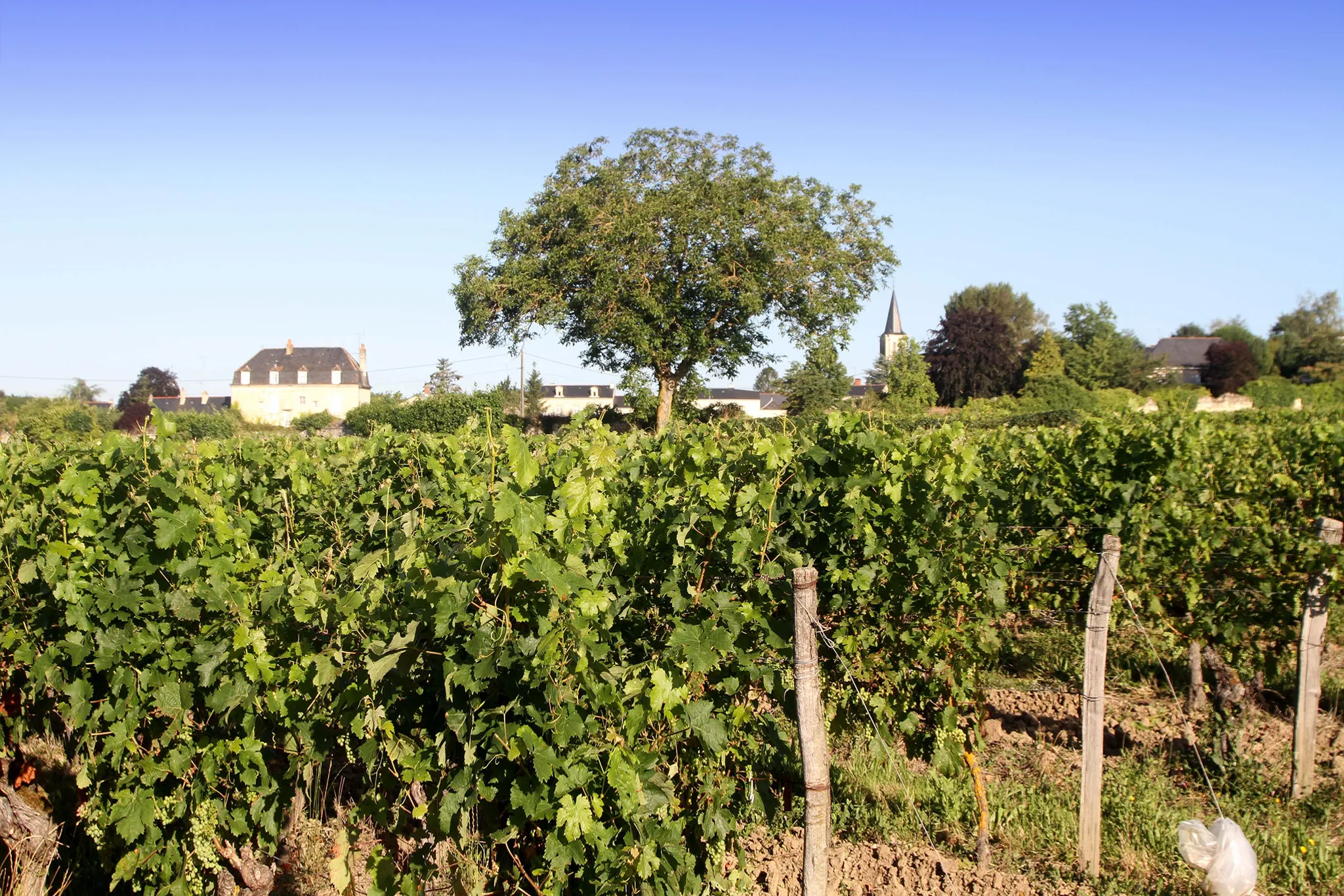 Photo de Domaine du Vieux Bourg