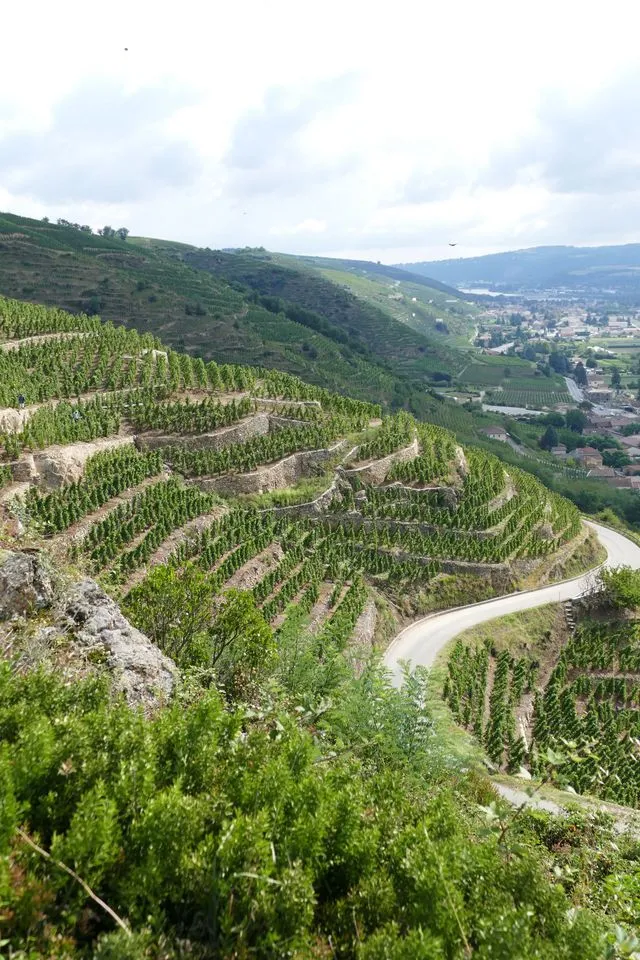 Bandeau Domaine Duclaux