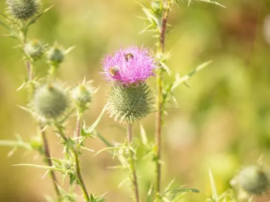 Photo de Domaine Fahrer-Ackermann