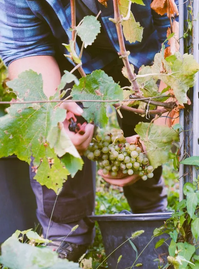 Domaine Famille Montessuit