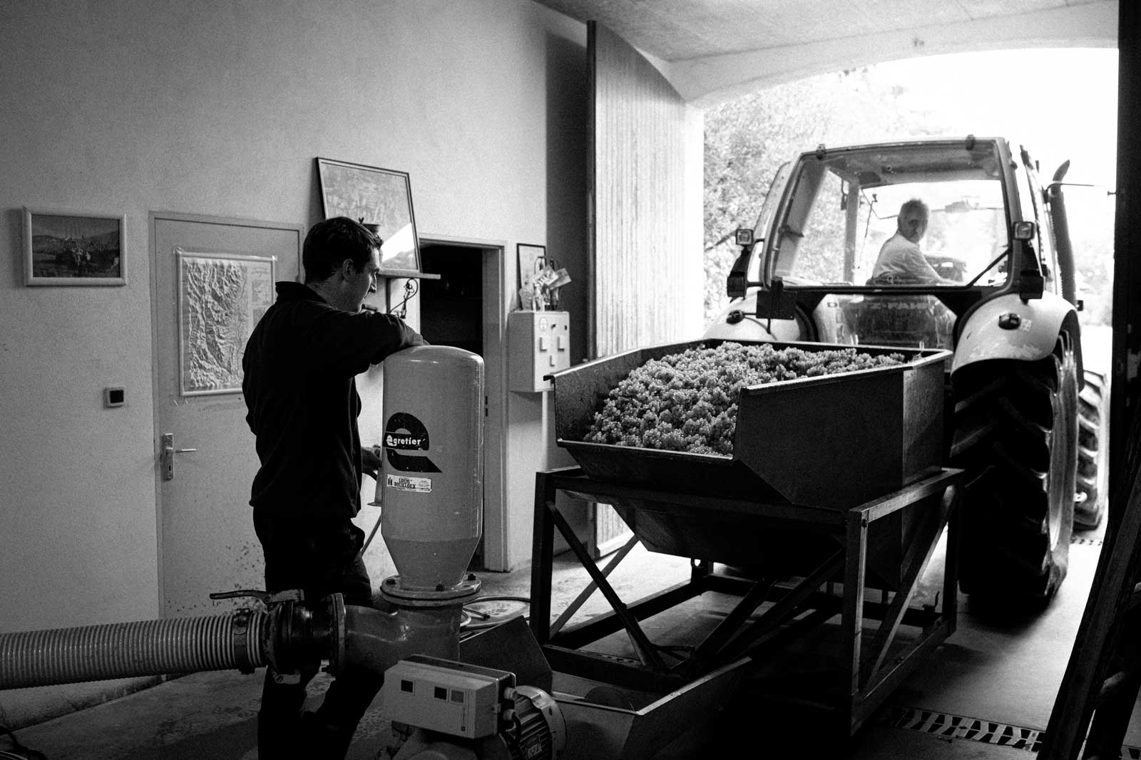 Domaine Famille Morin Théo Morin