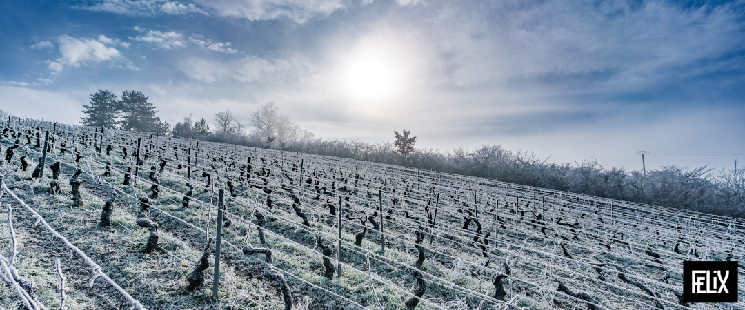 Bandeau Domaine FÉLIX Saint-Bris Bourg