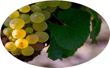 Photo de Domaine FÉLIX Saint-Bris Bourg