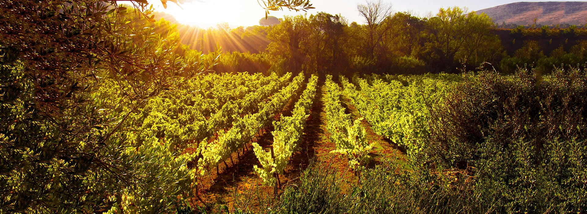 DOMAINE FLORENCE MEJAN