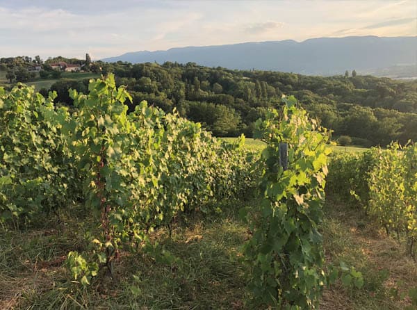 Domaine Florent Héritier