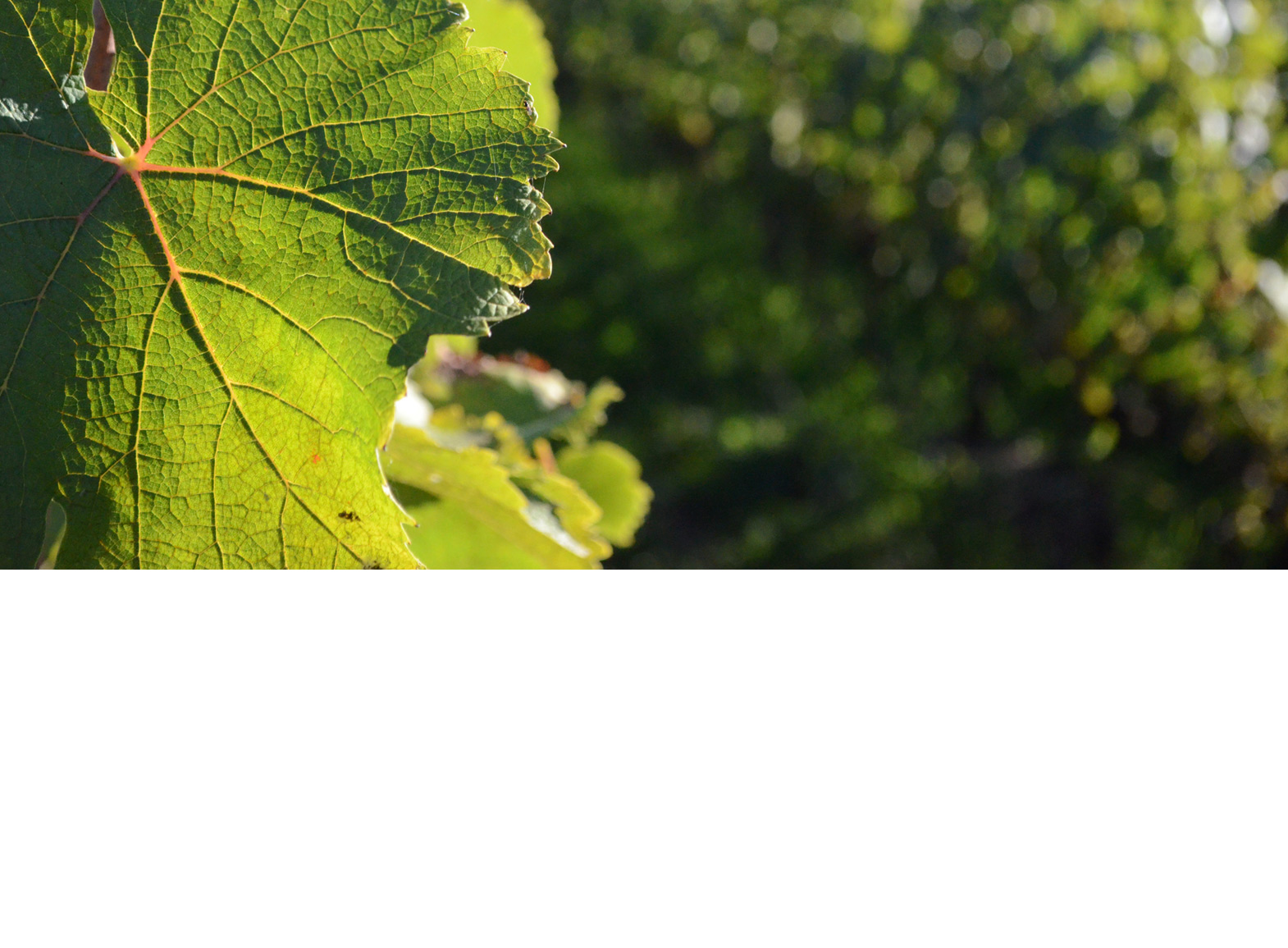 Bandeau Domaine François Chidaine