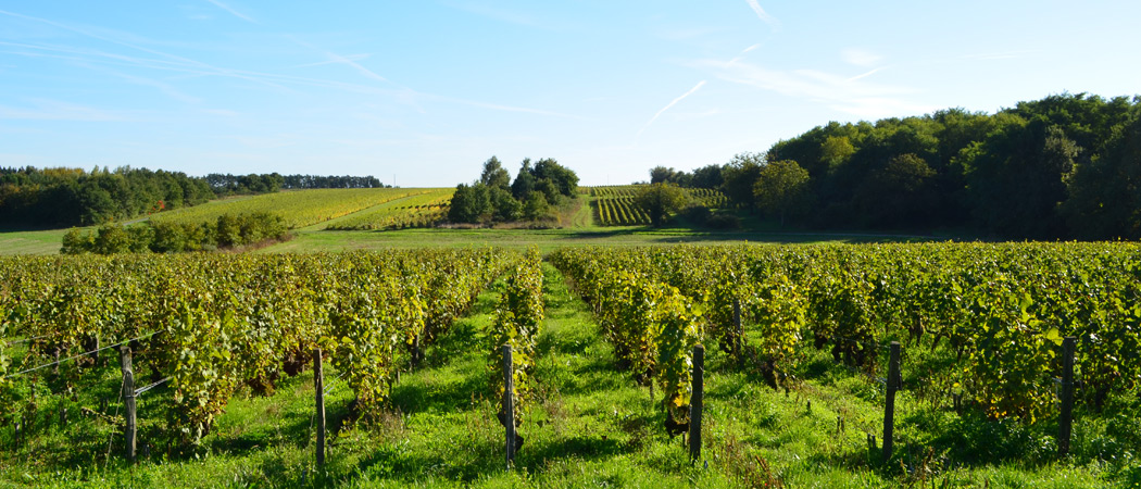 Photo de Domaine François Chidaine