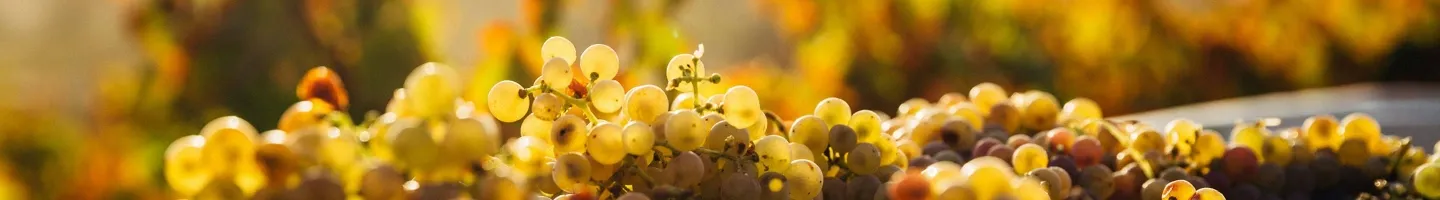Bandeau Domaine François Crochet