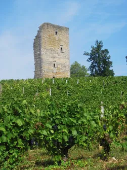 Domaine Frédéric Lambert