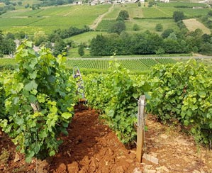 Photo de Domaine Gaël Martin