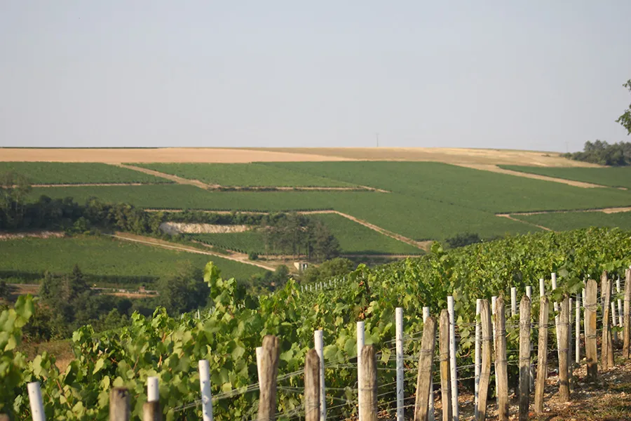 DOMAINE GAUTHERON ALAIN ET CYRIL