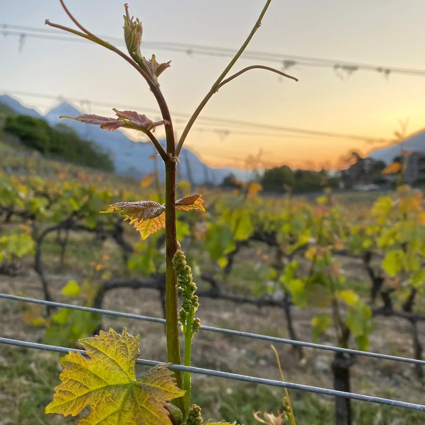 Domaine Gérald Besse