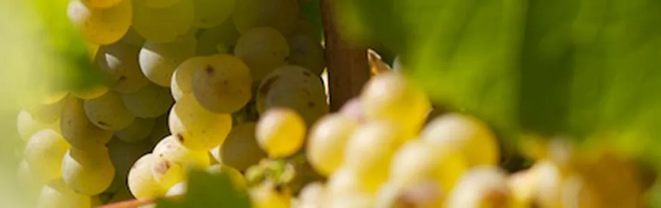 DOMAINE HAUTE FEVRIE