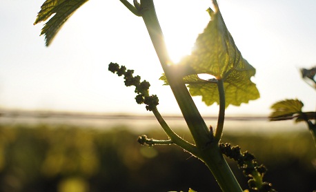 Photo de Domaine Huet