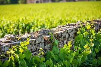 Photo de Domaine Jérémie Huchet