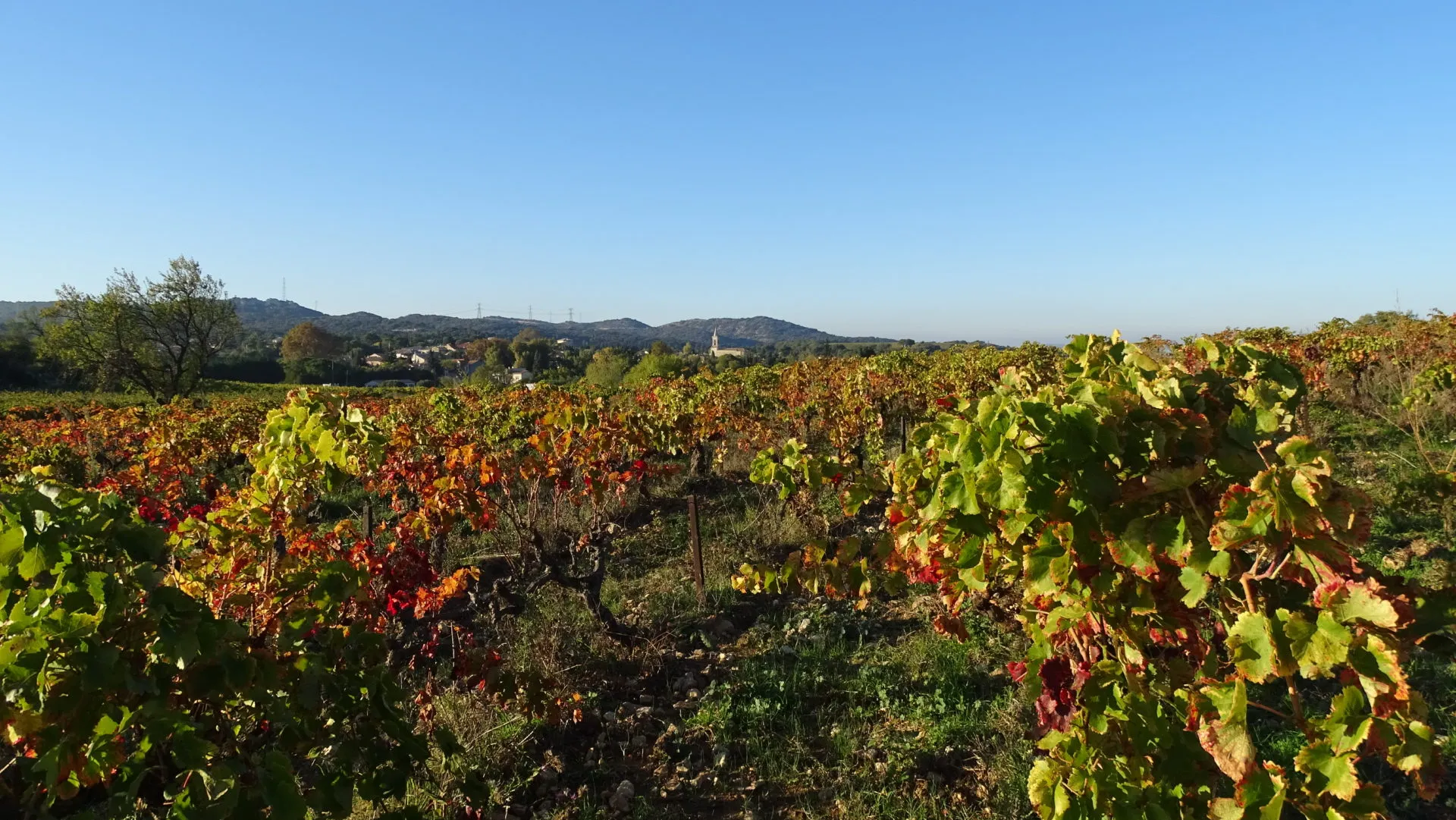 Photo de Domaine Jocelyn Raoux