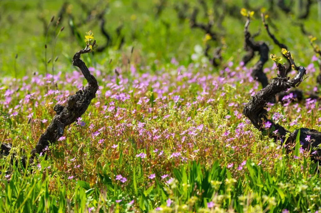 Bandeau Domaine K.Descombes Kevin DESCOMBES