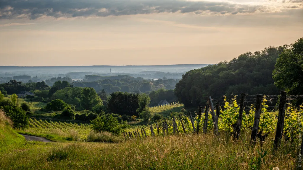 DOMAINE LA BORIESAUMUR CHAMPIGNY