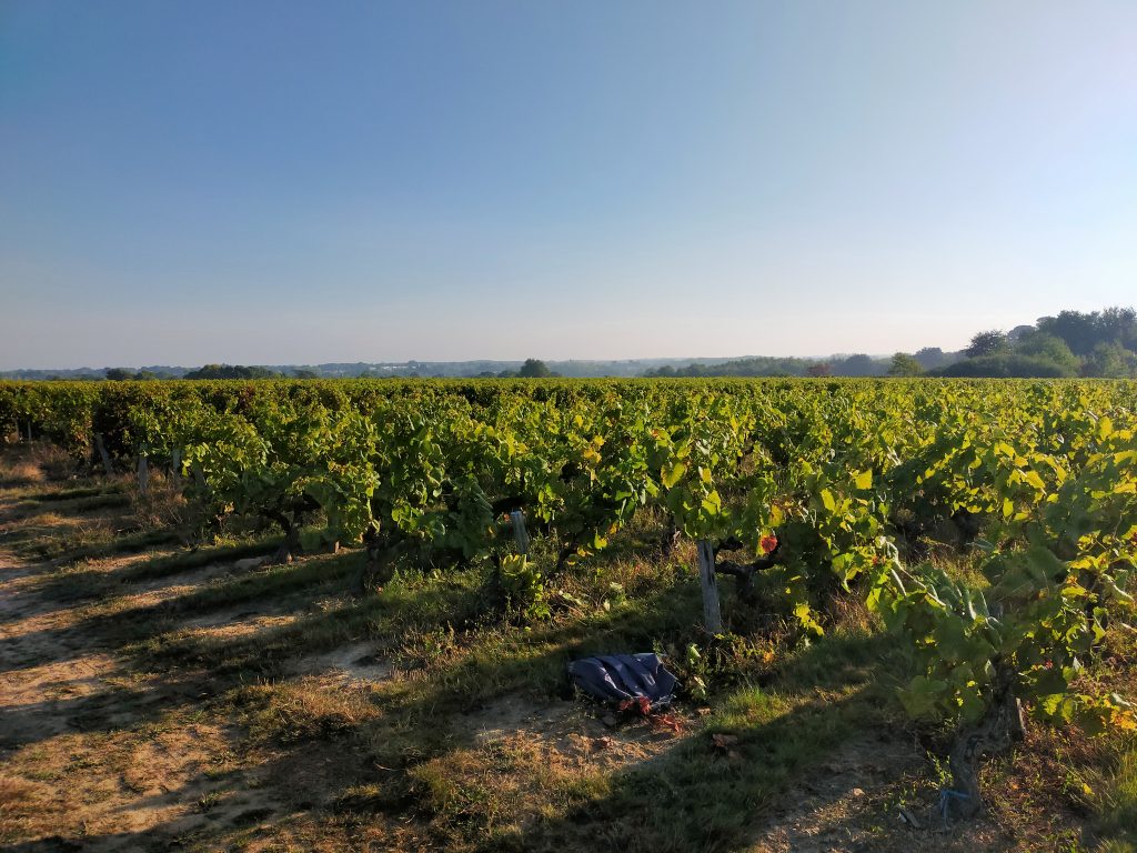 DOMAINE LA COQUIHADO