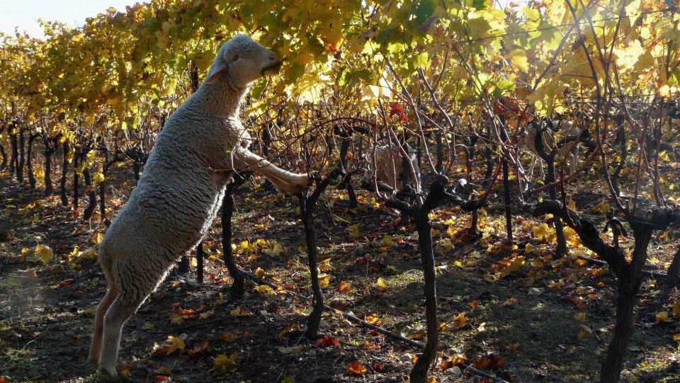 Bandeau Domaine LA REVERIE Claude ROUX