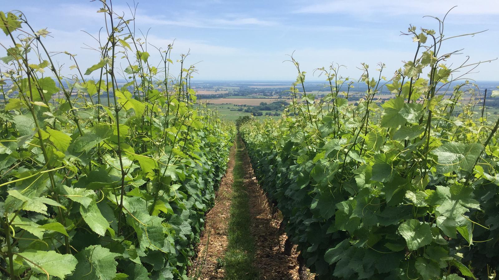 Photo de DOMAINE LABOUREAU