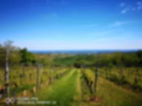 Photo de Domaine Labry Gilles