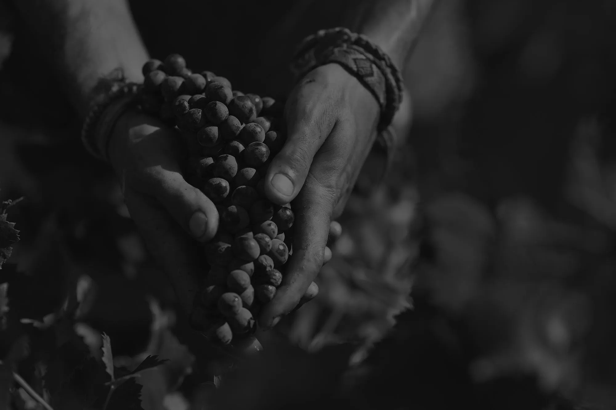 Photo de DOMAINE LAFRAN VEYROLLES