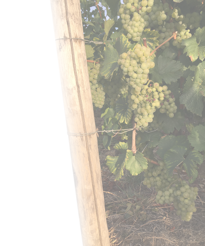 Bandeau Domaine LAROCHETTE