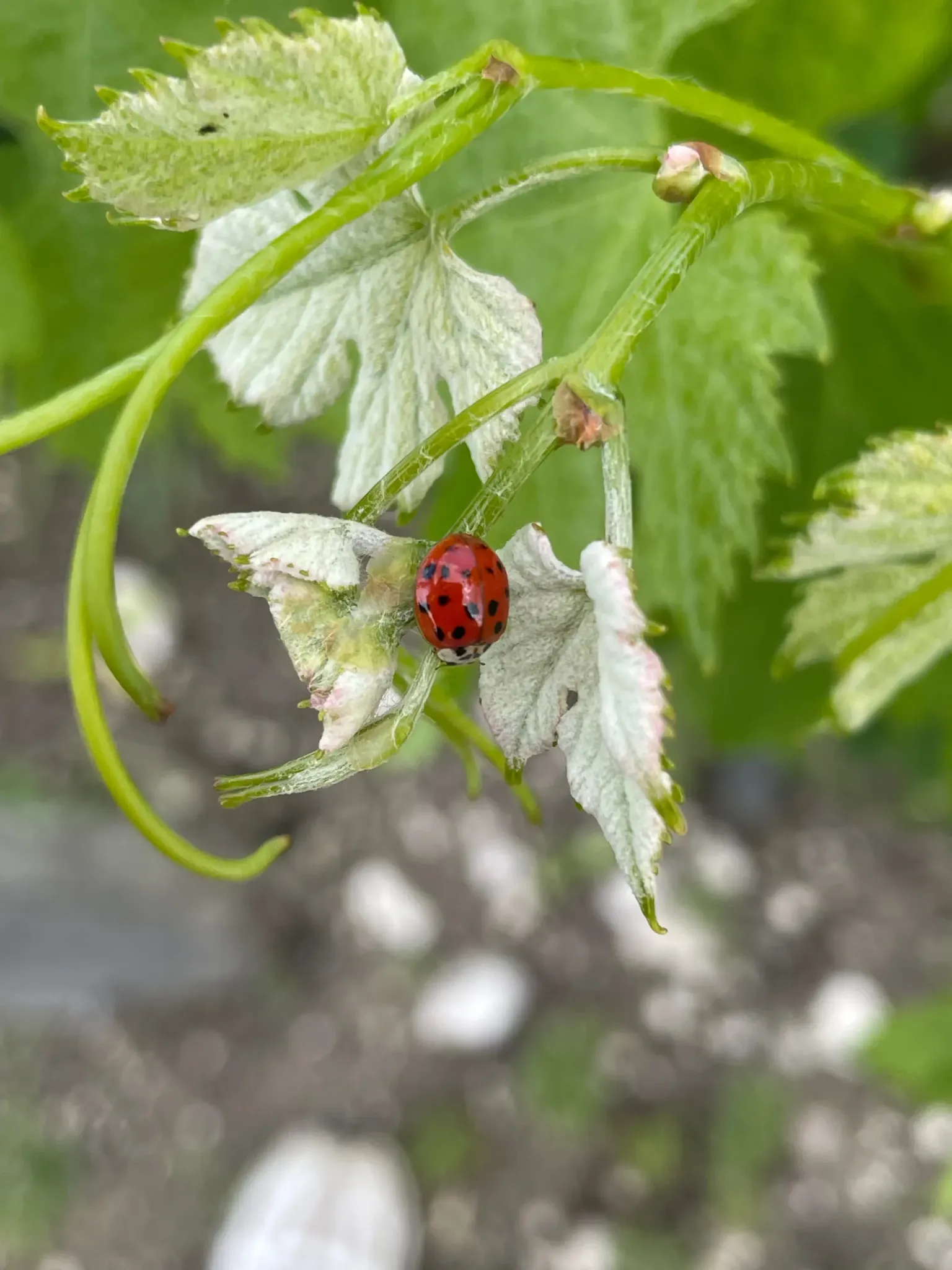 DOMAINE LE CARRE D'AS