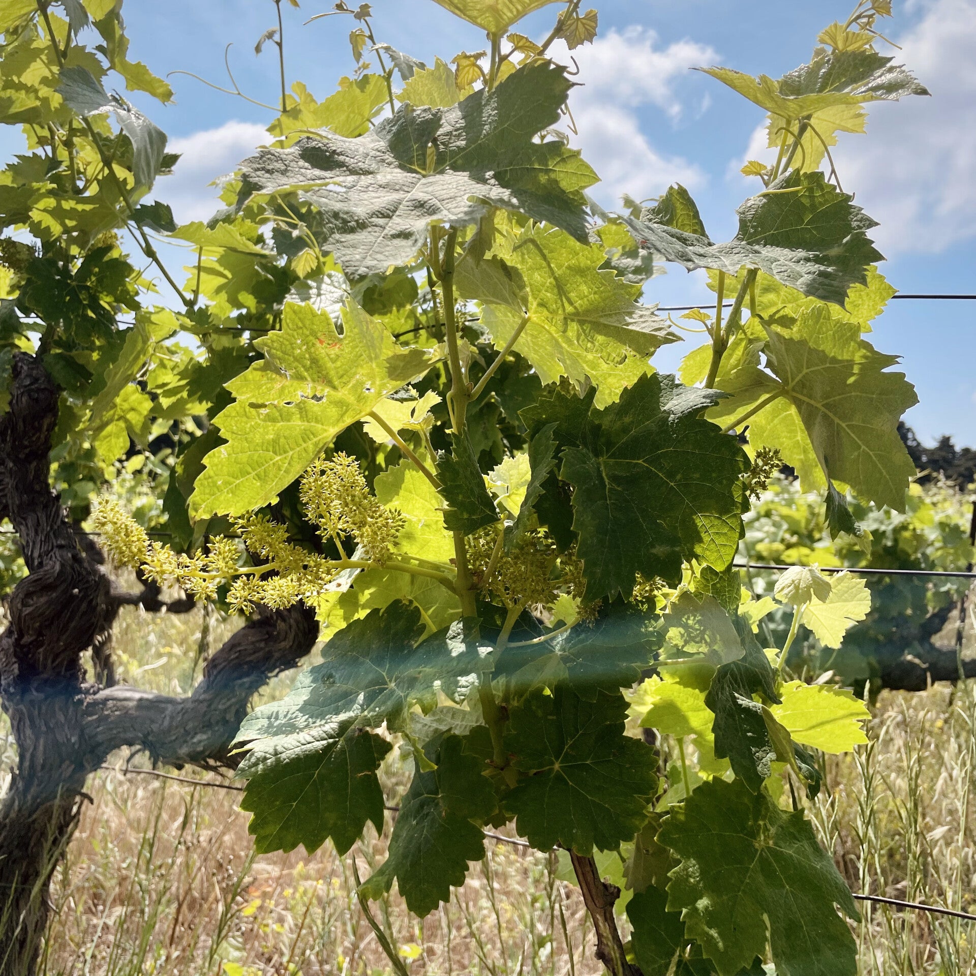 Domaine Le Ver Libre