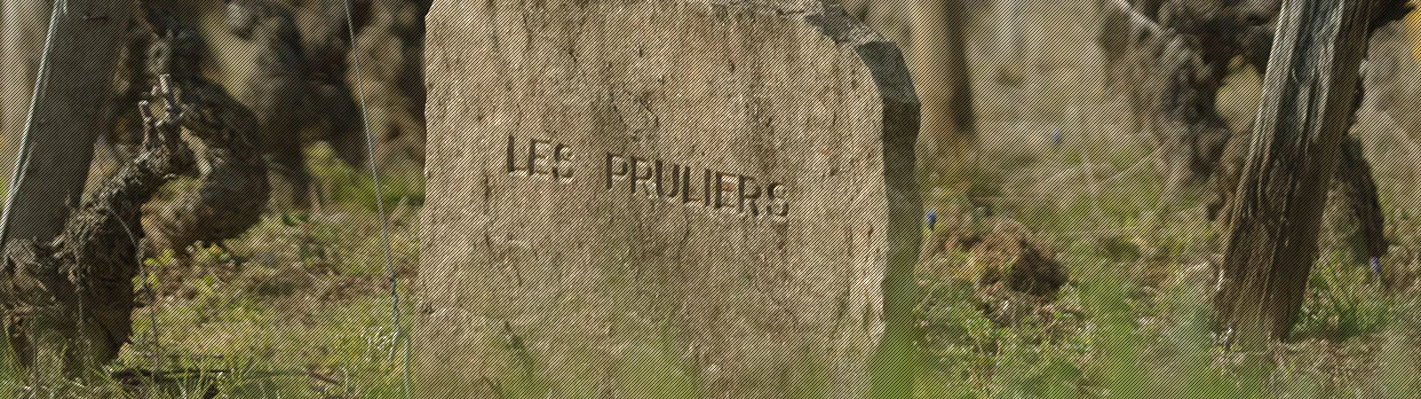 Photo de Domaine Lecheneaut et Fils