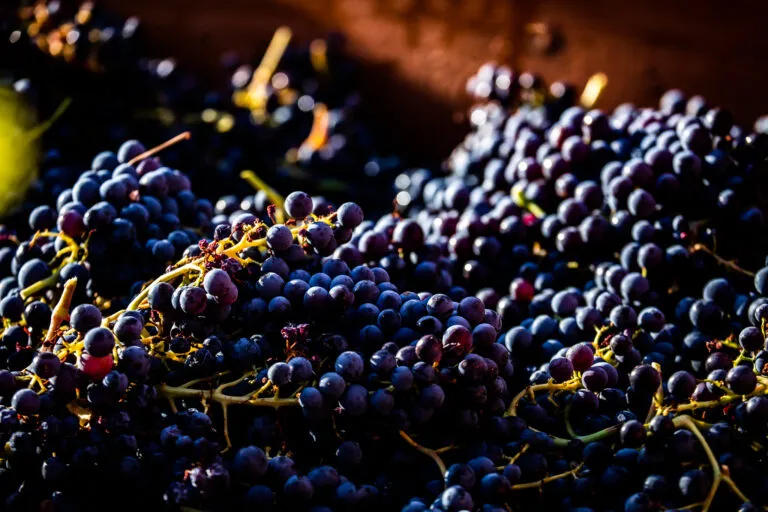 Photo de Domaine LES BAIES GOÛTS