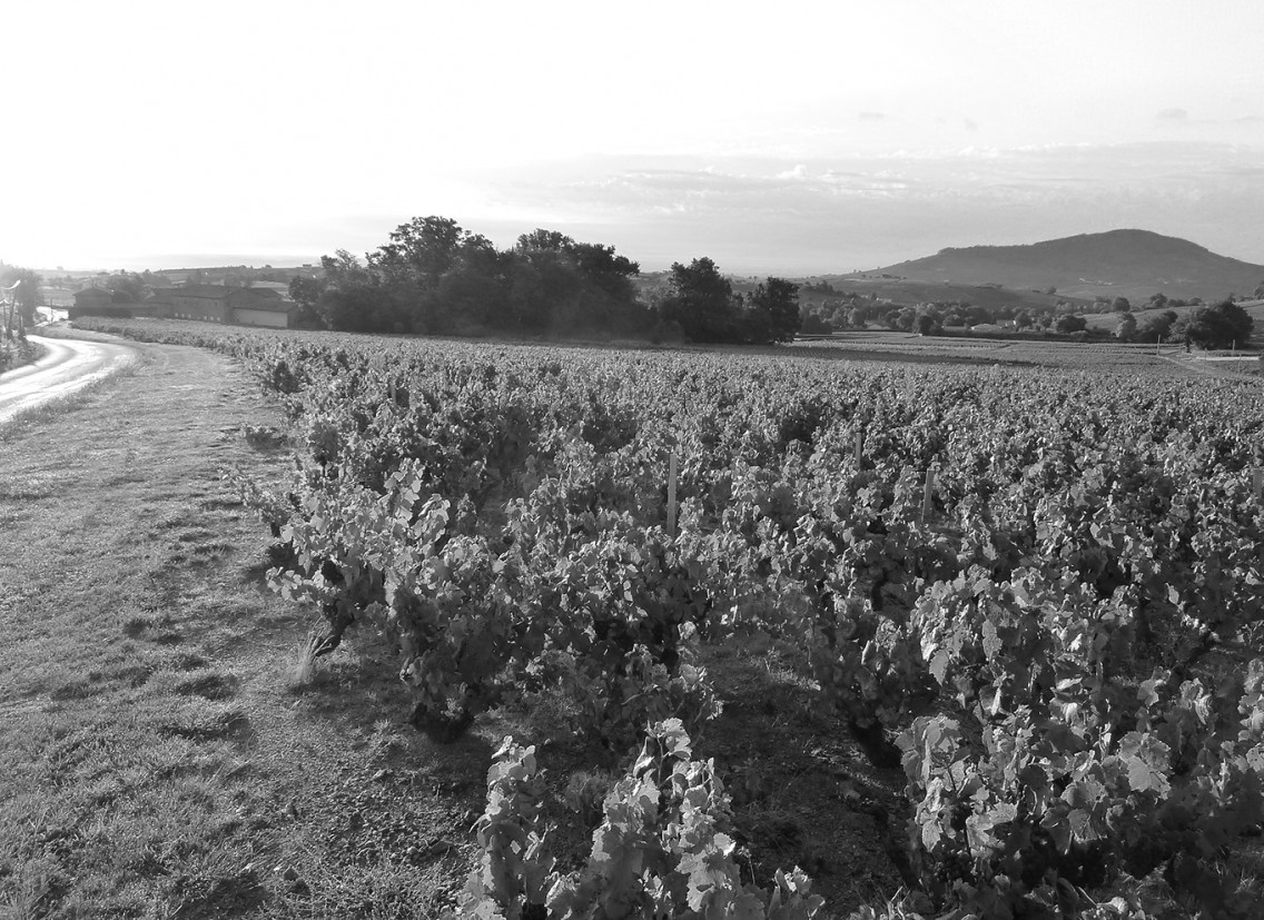 Domaine Les Capréoles
