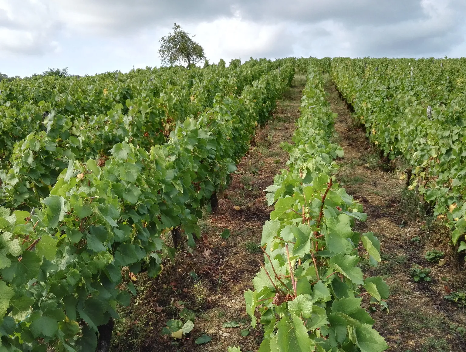 DOMAINE LES SARMENTELLESMEDOC
