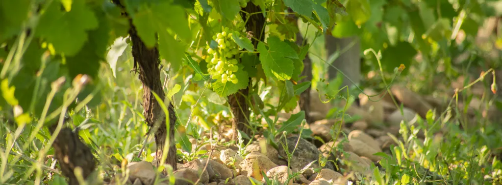 Bandeau DOMAINE LIONEL BRENIER