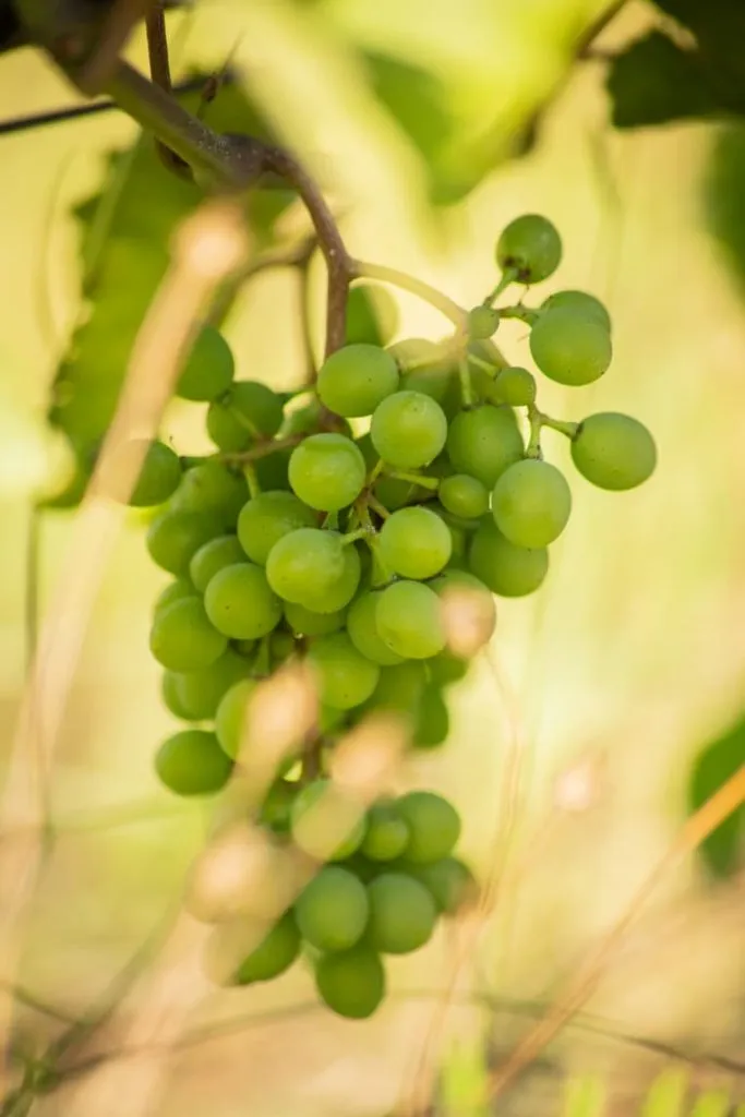 Photo de DOMAINE LIONEL BRENIER