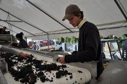 Domaine Loichet Sylvain