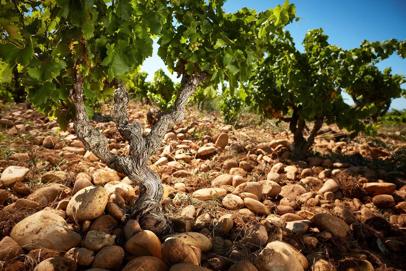 Bandeau Domaine LOU FREAU Julien CHASTAN