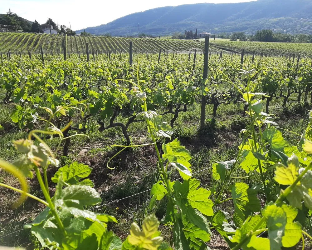 DOMAINE LUYTON FLEURY