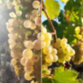 Photo de Domaine Marçais Sylvain Marçais